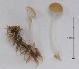 Sphagnomphalia brevibasidiata image