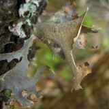 Sticta caulescens image