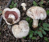 Agaricus bisporus image