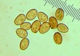 Agaricus bisporus image