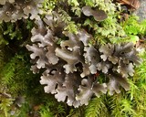 Sticta hypochra image
