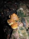 Xeromphalina cauticinalis image