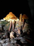 Xeromphalina cauticinalis image