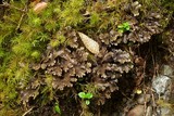 Sticta hypochra image