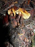 Xeromphalina cauticinalis image