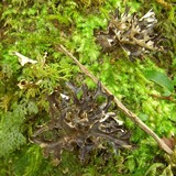 Sticta hypochra image