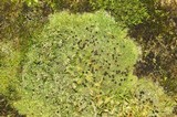 Bilimbia sabuletorum image