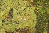 Bilimbia sabuletorum image