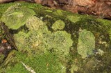 Bilimbia sabuletorum image