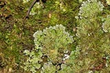Physconia enteroxantha image