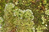 Physconia enteroxantha image