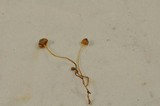 Mycena aurantiomarginata image