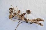 Mycena maculata image