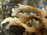 Sticta hypochra image