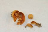 Otidea leporina image