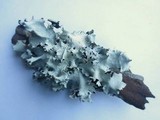 Parmotrema arnoldii image