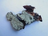 Pertusaria amara f. amara image