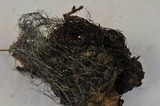 Phycomyces blakesleeanus image