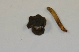 Phylloporus arenicola image