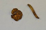 Phylloporus arenicola image