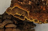 Porodaedalea cancriformans image