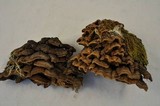 Porodaedalea cancriformans image