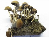 Psathyrella piluliformis image