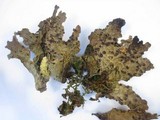 Pseudocyphellaria anthraspis image