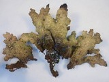 Pseudocyphellaria anthraspis image
