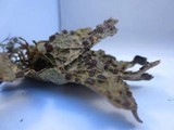 Pseudocyphellaria anthraspis image