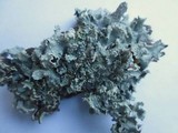 Punctelia jeckeri image