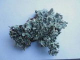 Punctelia jeckeri image
