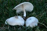 Melanoleuca subpulverulenta image