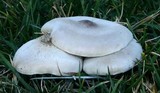 Melanoleuca subpulverulenta image