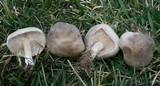 Melanoleuca subpulverulenta image
