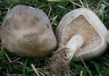 Melanoleuca subpulverulenta image