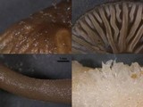 Arrhenia sphagnicola image