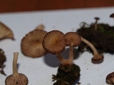 Contumyces rosellus image