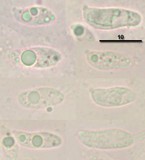 Arrhenia sphagnicola image