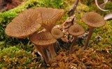 Arrhenia sphagnicola image