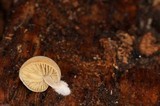 Simocybe centunculus var. centunculus image
