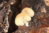 Simocybe centunculus var. centunculus image