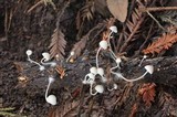 Mycena abramsii image