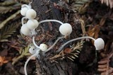 Mycena abramsii image
