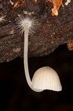 Mycena abramsii image