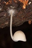 Mycena abramsii image