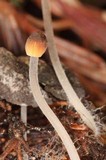 Mycena abramsii image