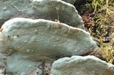 Phellinus gilvus image