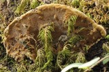 Phellinus gilvus image