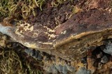 Phellinus gilvus image
